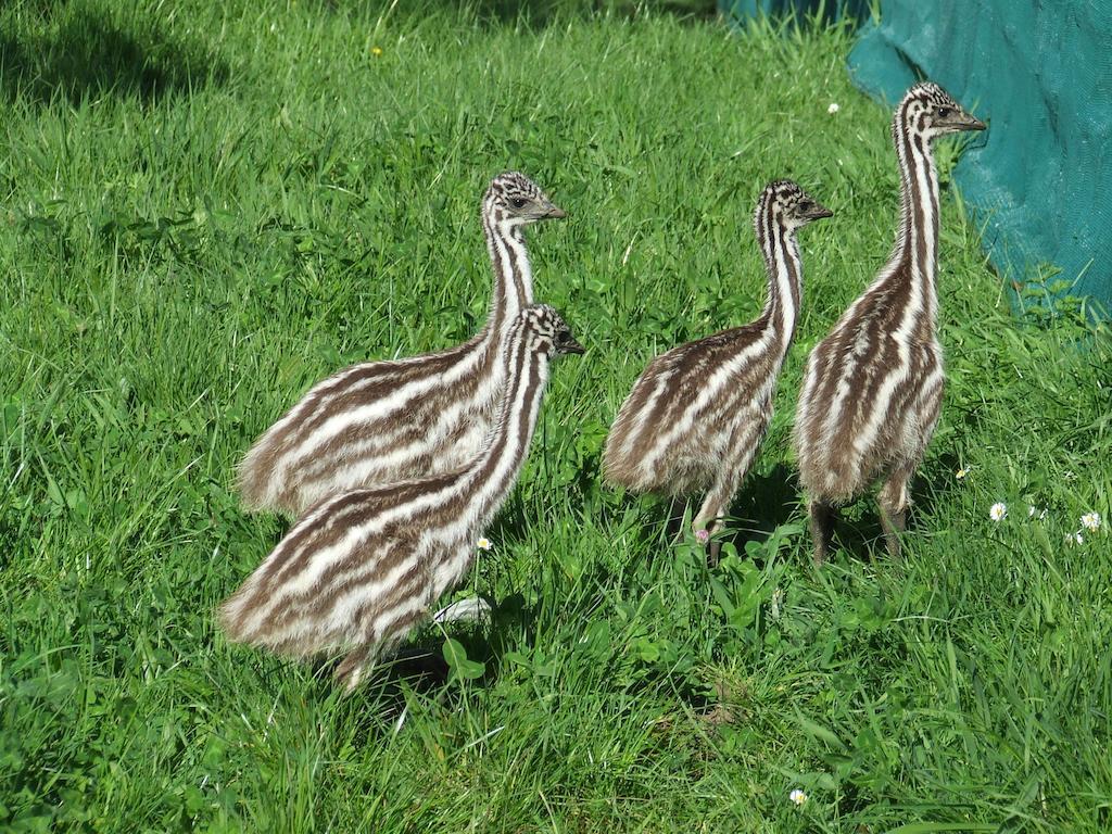 Runciman Berries&Emus B&B Ramarama Exterior foto